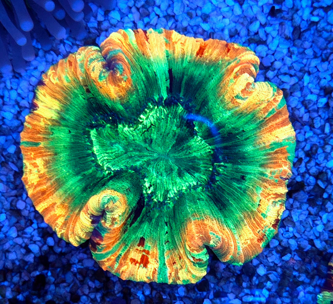 Trachyphyllia Rainbow WYSIWYG / 8412