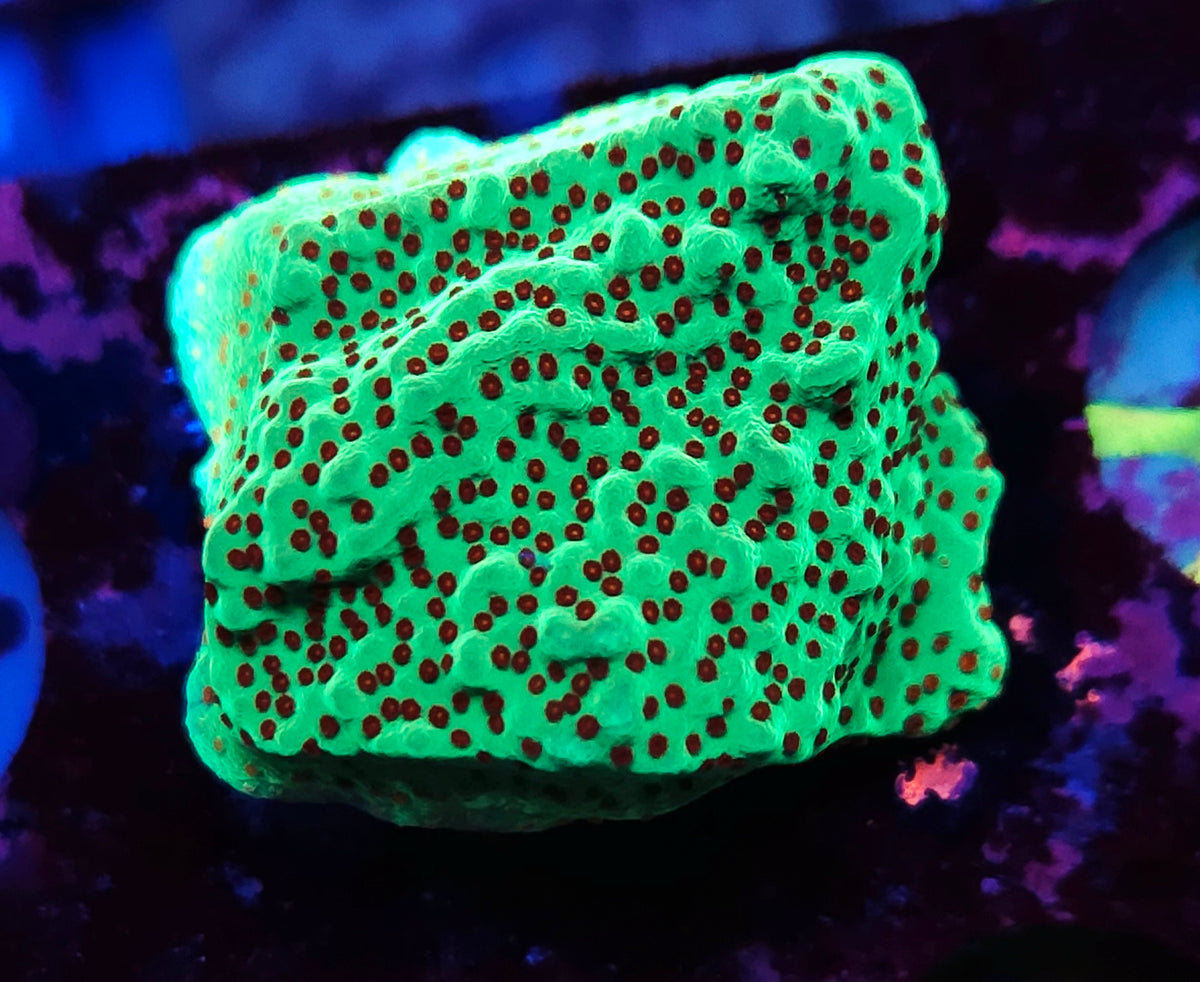 Montipora Chili Pepper – Produktbild