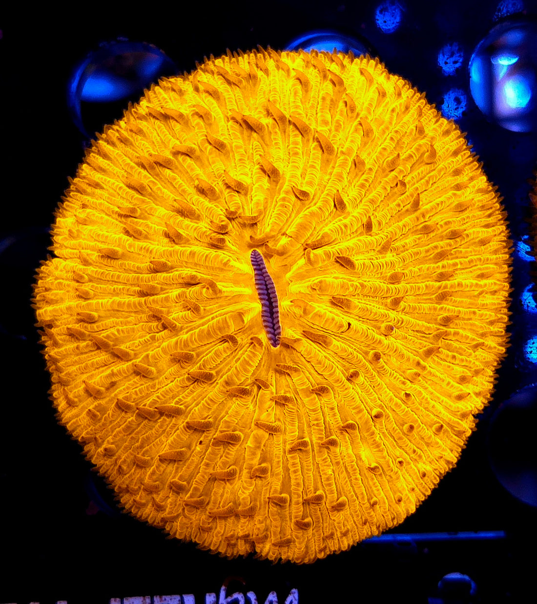 Fungia Orange WYSIWYG / 8430-R