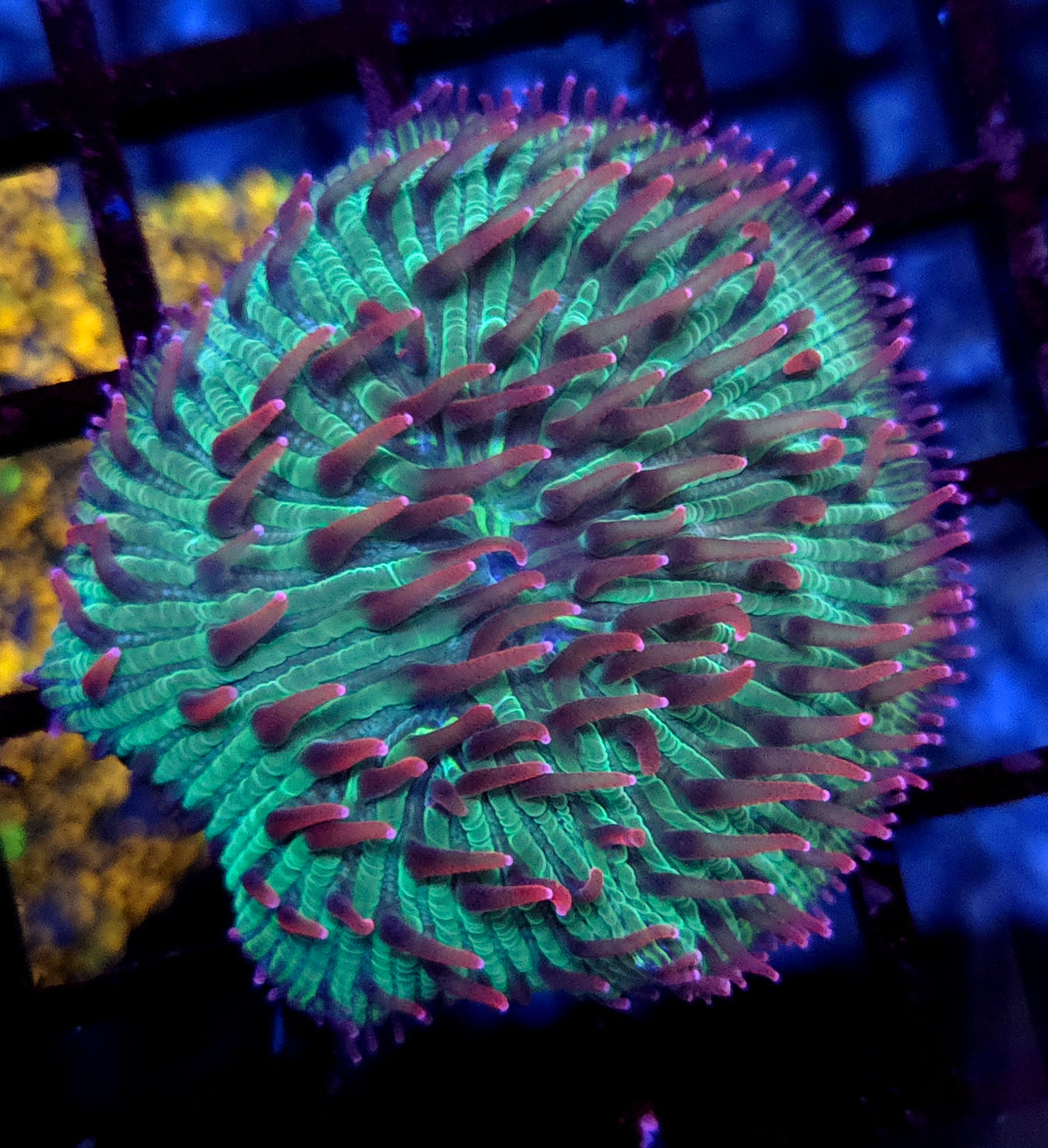 Fungia Premium WYSIWYG / 1941 - L – Produktbild