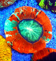 Trachyphyllia Rainbow WYSIWYG / 8443 – Produktbild