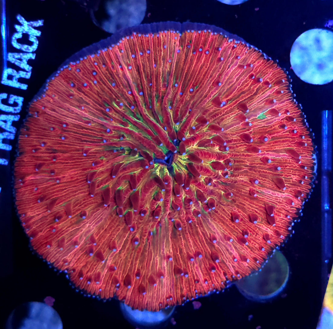 Fungia Rainbow Premium WYSIWYG / 8444 -L