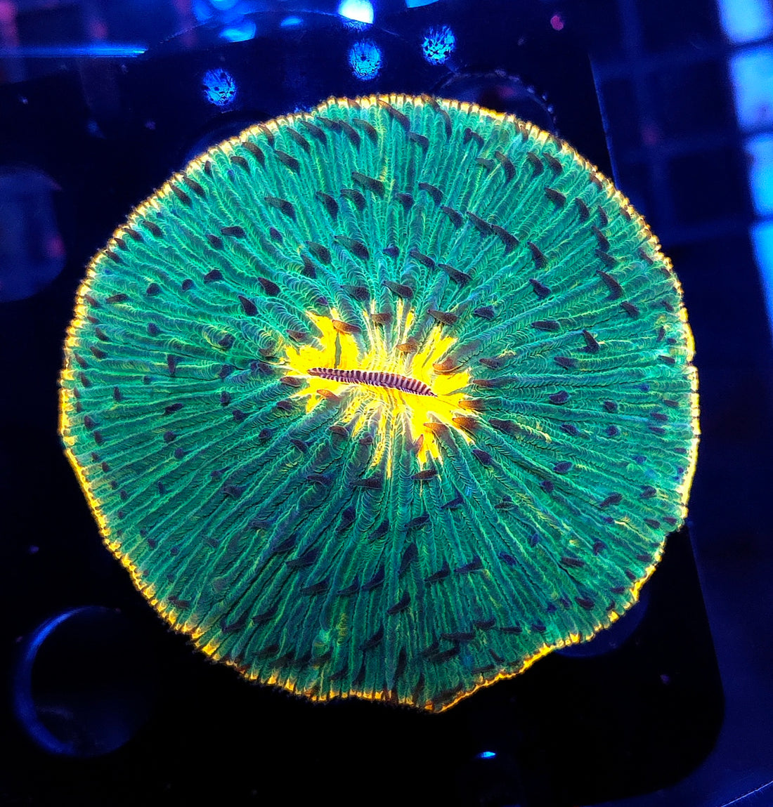 Fungia Rainbow Premium WYSIWYG / 8444-R