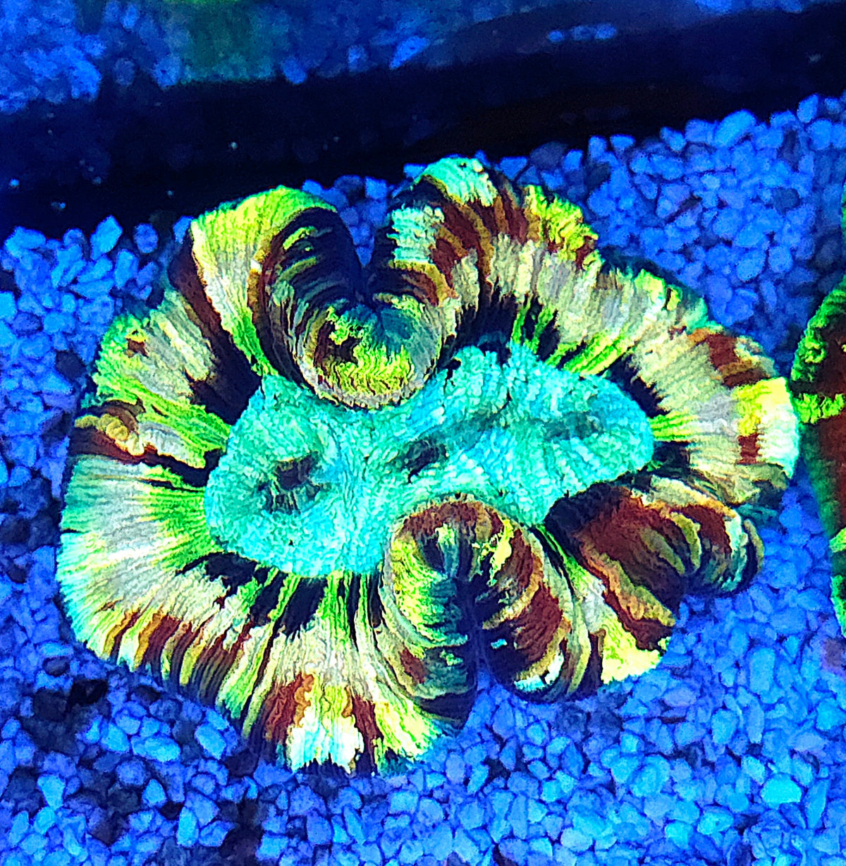 Trachyphyllia Rainbow WYSIWYG / 8447 – Produktbild