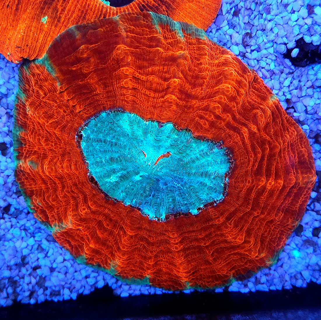 acanthophyllia mastergrade WYSIWYG / 8447