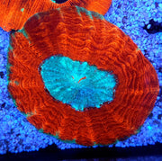 acanthophyllia mastergrade WYSIWYG / 8447