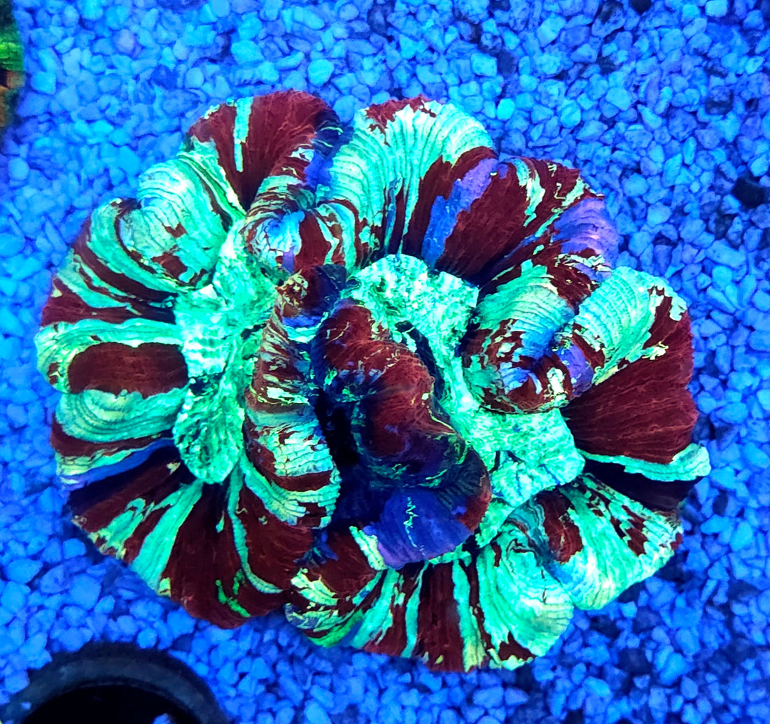 Trachyphyllia Rainbow WYSIWYG / 8451