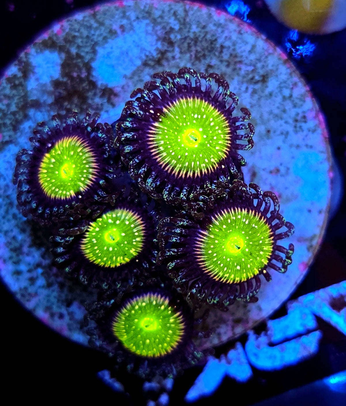 Zoanthus Premium WYSIWYG / 8459-R