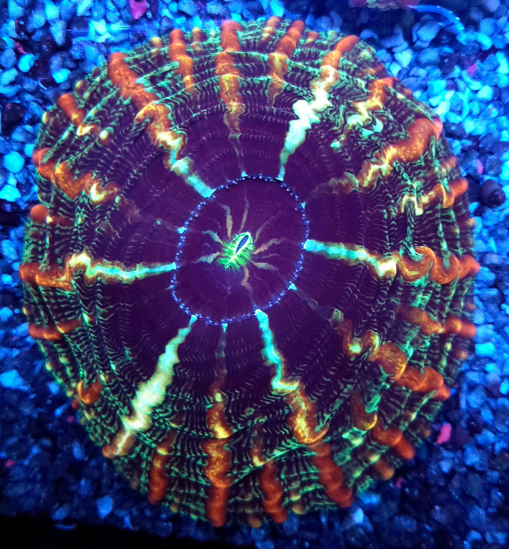 Cynarina Rainbow WYSIWYG /1447