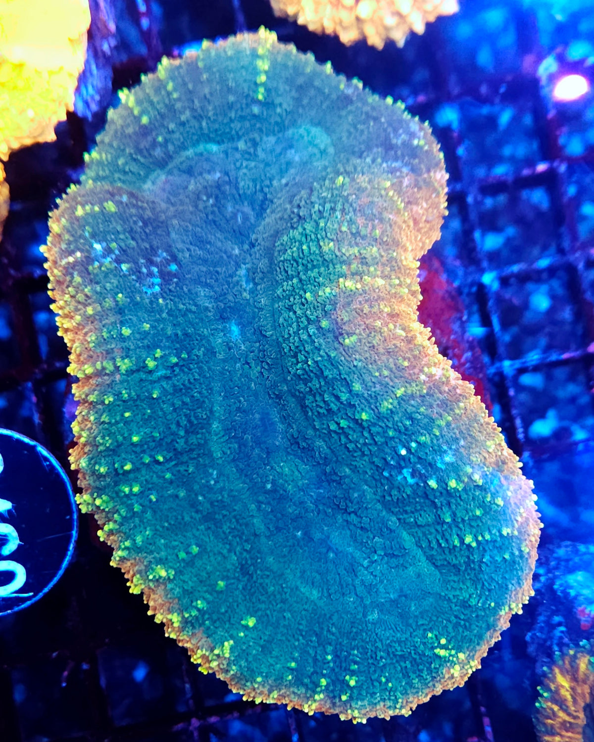 Lobophyllia Rainbow WYSIWYG / 1943 - R – Produktbild