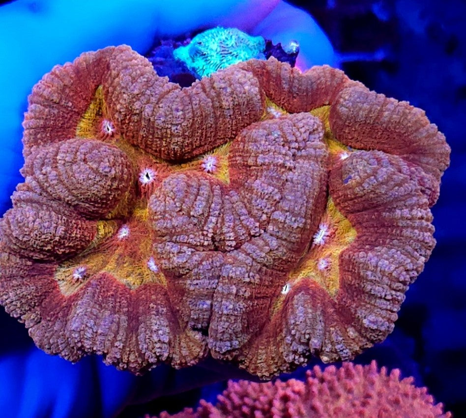 Lobophyllia Rainbow WYSIWYG / 1908-R