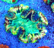 Trachyphyllia Rainbow WYSIWYG / 1415 – 9 × 9 cm