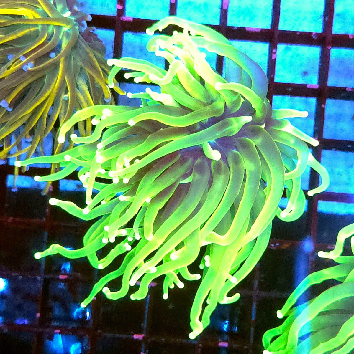 Euphyllia Glabrescens Limelight Torch Premium WYSIWYG / 500
