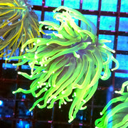 Euphyllia Glabrescens Limelight Torch Premium WYSIWYG / 500