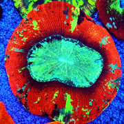 CoralPrime WYSIWYG 1993