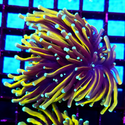 CoralPrime WYSIWYG 372