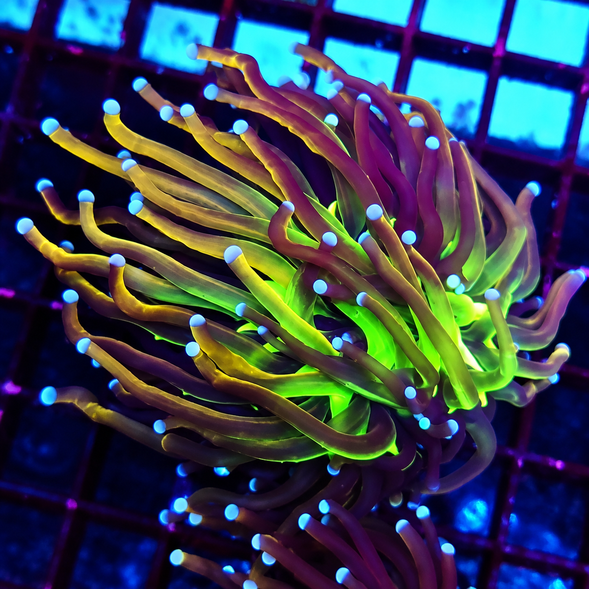 CoralPrime WYSIWYG 452