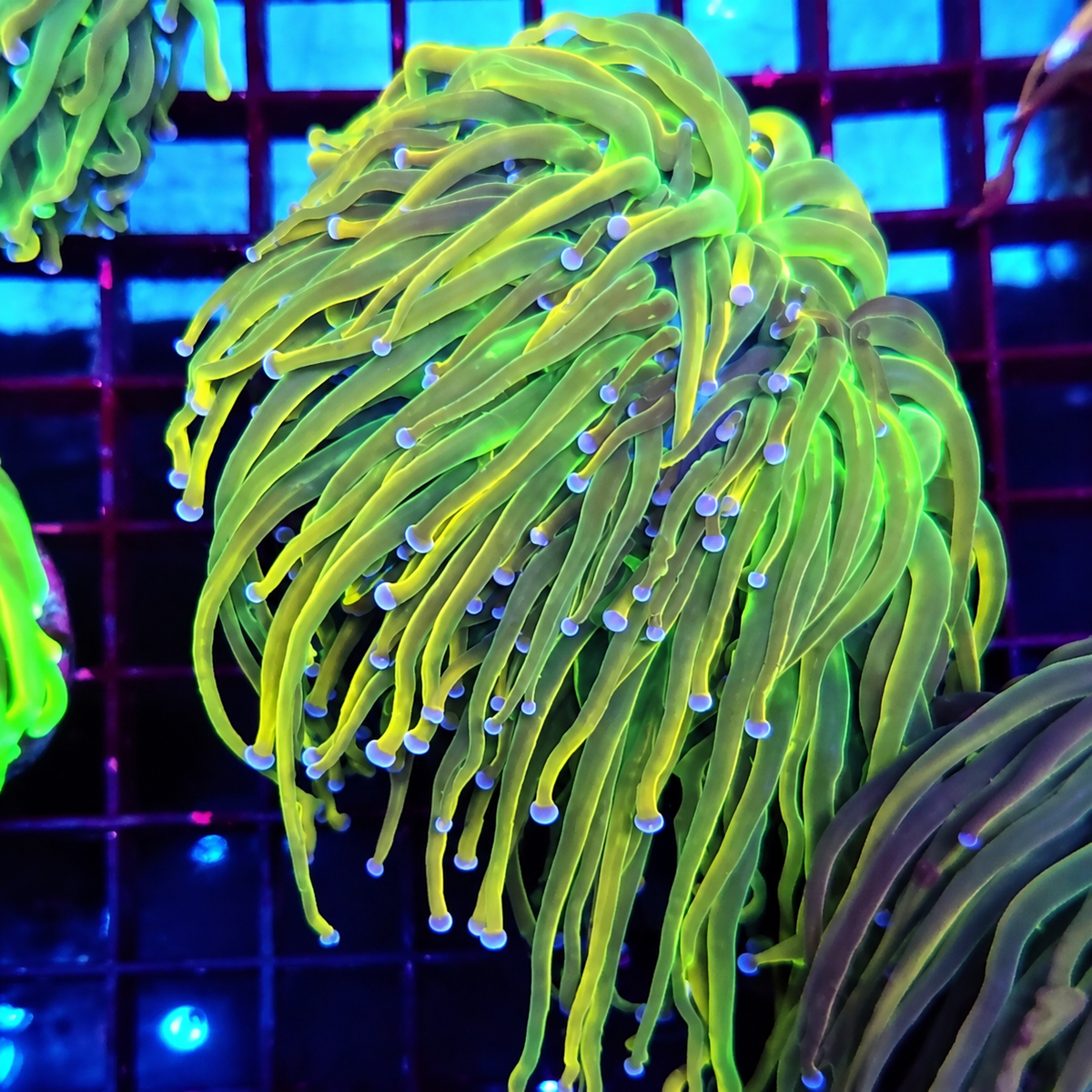 CoralPrime WYSIWYG 576