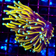 CoralPrime WYSIWYG 663