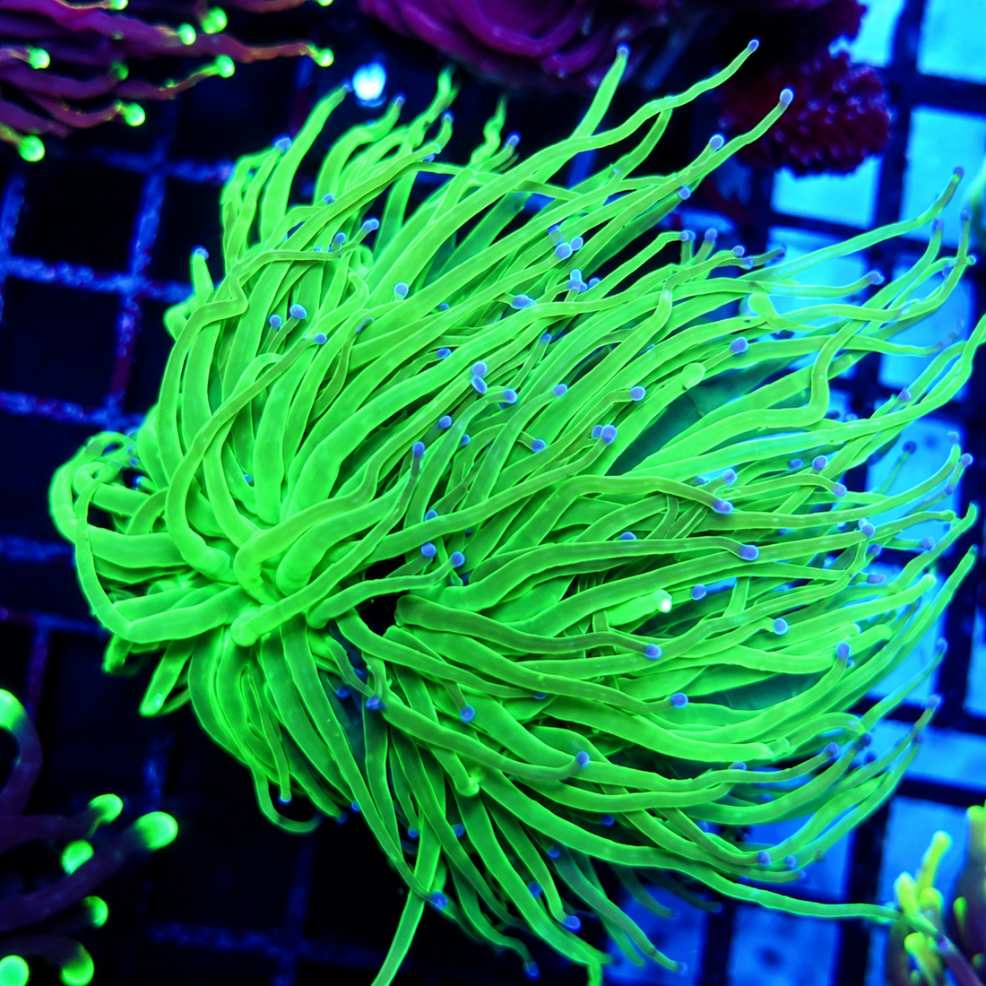 Euphyllia glabrescens Torch Toxic Blau Tipps 2 Köpfe WYSIWYG / 713