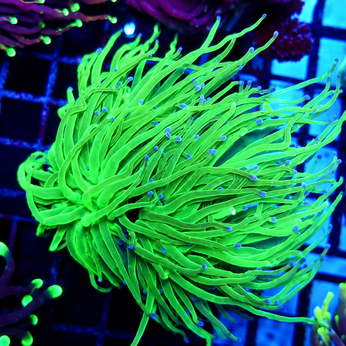 CoralPrime WYSIWYG 713