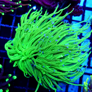 CoralPrime WYSIWYG 713