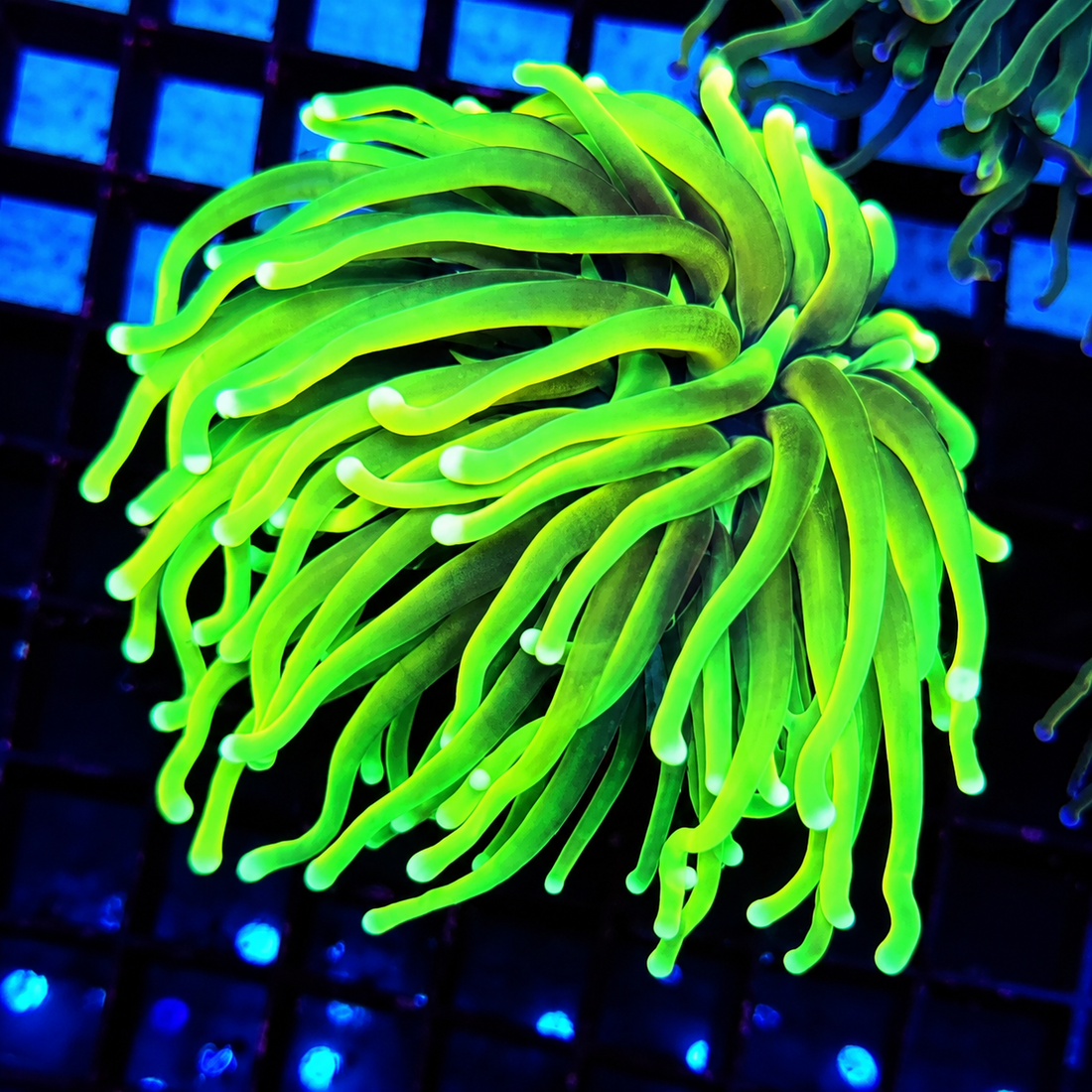 Euphyllia Glabrescens Limelight Torch Premium WYSIWYG / 756