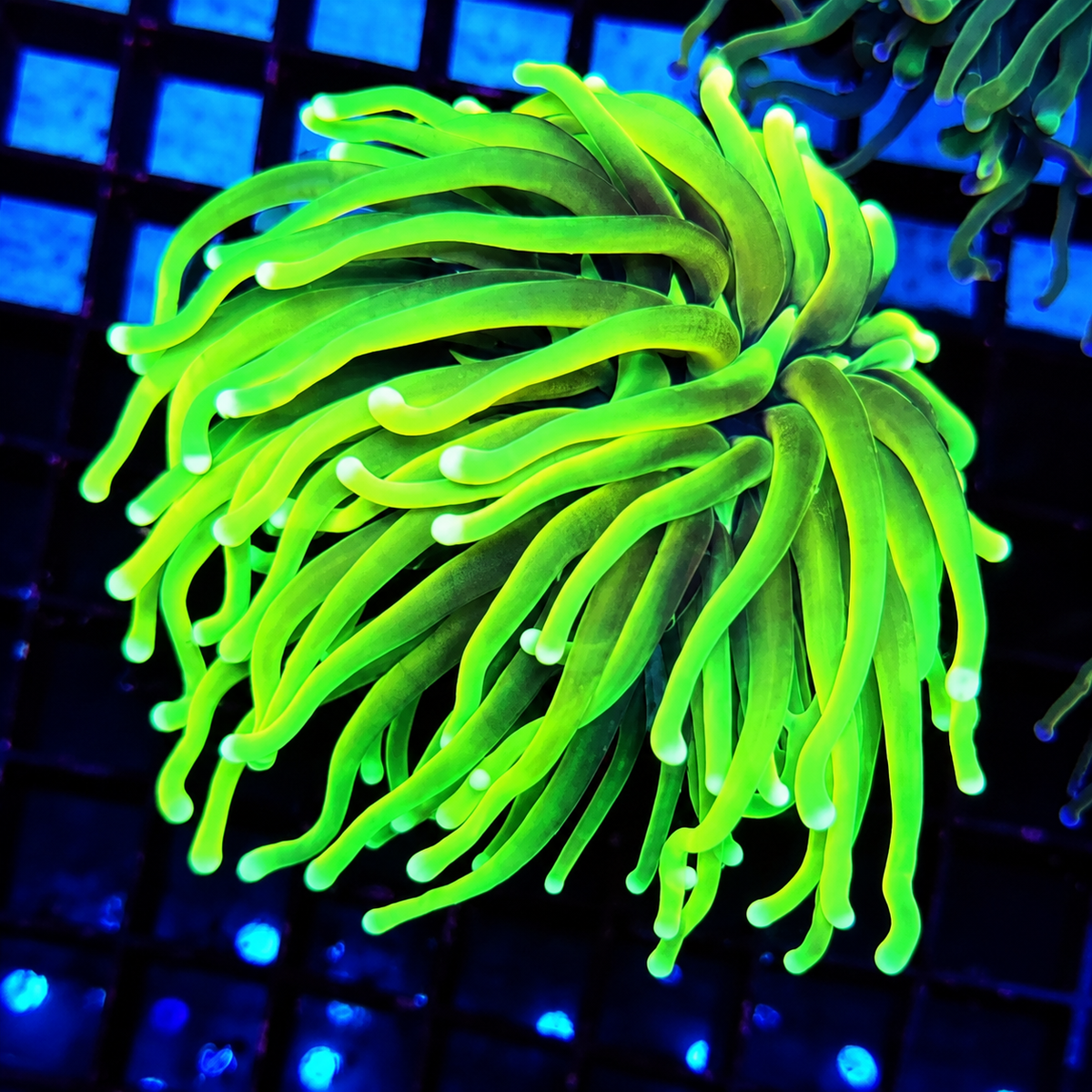 CoralPrime WYSIWYG 756
