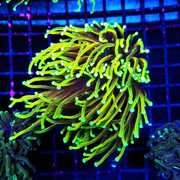 Euphyllia Golden Torch Hellfire WYSIWYG 643