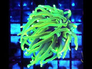 Euphyllia Glabrescens Limelight Torch Premium WYSIWYG / 752 – Video