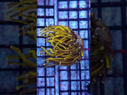 Euphyllia glabrescens Holy Grail Rapunzel Torch WYSIWYG - DNZ / 783 – Video