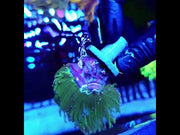 Euphyllia glabrescens torch Toxic Blau Tipps WYSIWYG / 574 – Video