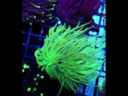 CoralPrime WYSIWYG 713 – Video 1