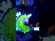 Euphyllia glabrescens torch Hulk WYSIWYG / 464 – Video