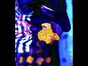 Echinophyllia Chalice Liquid Gold WYSIWYG / 302 – Video