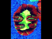 Trachyphyllia Rainbow WYSIWYG / 1401 -L – Video
