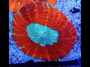 acanthophyllia mastergrade WYSIWYG / 8447 – Video
