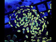 Euphyllia Branching Hammer Gold-Orange WYSIWYG – DNZ / 365 – Video