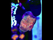 Echinophyllia Molten Moss Chalice WYSIWYG / 697 – Video
