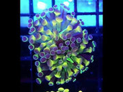 Euphyllia Branching Hammer Hologram WYSIWYG - DNZ / 147 – Video