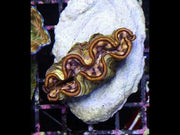 Tridacna maxima 5 - 6 cm WYSIWYG / 1456 - D – Video