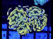 Euphyllia Branching Hammer Gold 2 Köpfe WYSIWYG - DNZ / 322 – Video