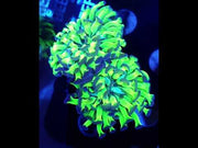 Euphyllia paraancora Hammer Venom Kiss 2 Köpfe WYSIWYG - DNZ / 229 – Video