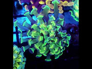 Euphyllia Branching Hammer Hologram WYSIWYG – DNZ / 288 – Video
