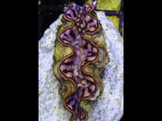 Tridacna maxima 5 - 6 cm WYSIWYG / 1451 -U – Video