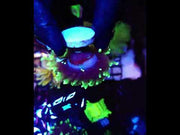Euphyllia Glabrescens Limelight Torch Premium WYSIWYG / 469 – Video
