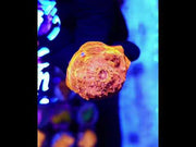 Echinophyllia Chalice Gold 24k WYSIWYG / 703 – Video