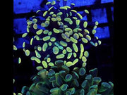 Euphyllia Branching Hammer Gold-Orange WYSIWYG – DNZ / 231 – Video
