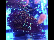 Euphyllia Glabrescens Tamer Golden Torch 2 Köpfe WYSIWYG - DNZ / 705 – Video