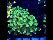 Euphyllia Branching Hammer Cosmic Honycomb WYSIWYG – DNZ / 347 – Video
